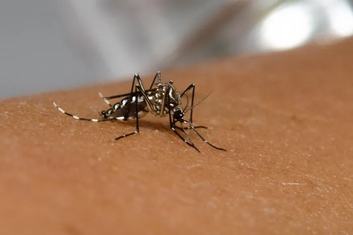 Até o momento, são 184 casos de dengue para cada 100 mil habitantes neste ano.