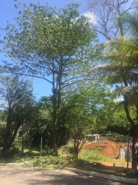 Samaúma no Condomínio Costa Verde: com cerca de 30 anos e mais de 20 metros de altura