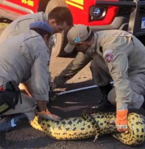 Sucuri foi capturada pelo Corpo de Bombeiros após se alimentar de cachorro em empresa de Corumbá