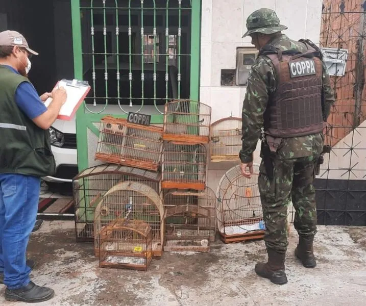 Animais foram encaminhados para o Centro de Triagens de Animais Silvestres