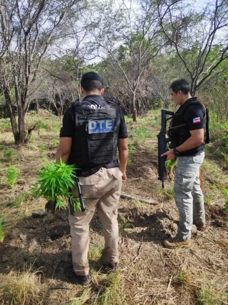 De acordo com a polícia, plantio erradicado iria produzir mais de 100 quilos de maconha pronta para consumo