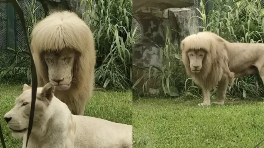 "Look" do leão Hanghang dividiu opiniões na internet