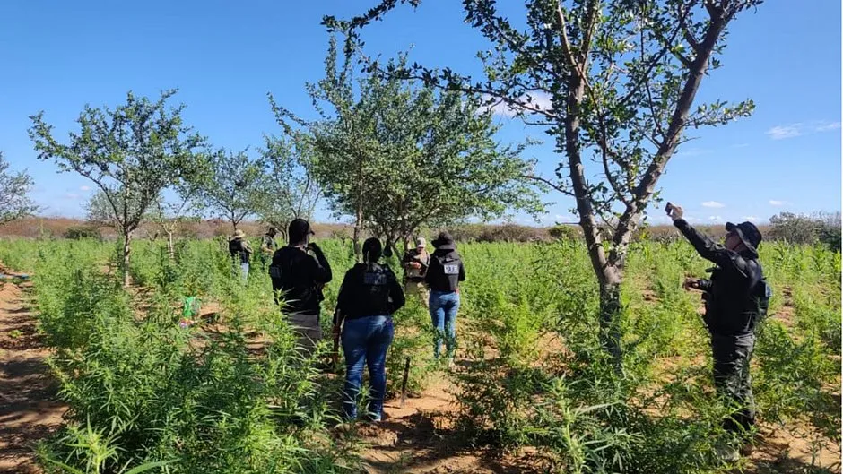 Suspeitos utilizavam acampamentos e sistema de irrigação para o cultivo da droga