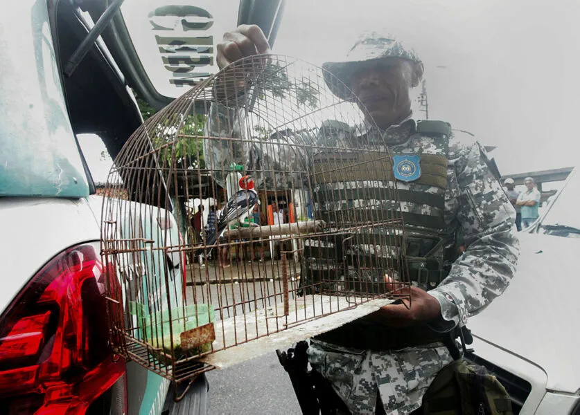 O cardeal está entre as dez  espécies de pássaros mais comuns em apreensões realizadas pelo  Grupo Especial de Proteção Ambiental