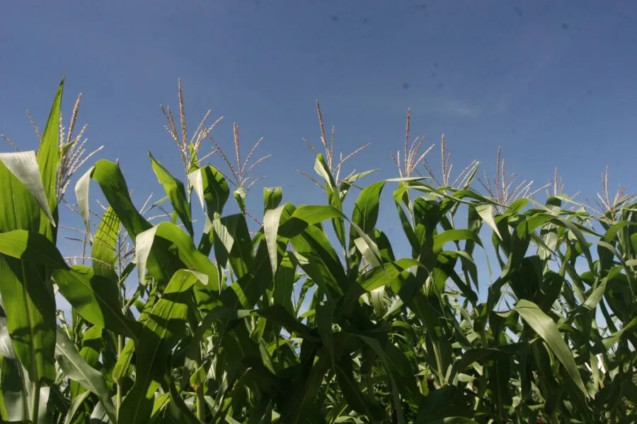 IBGE apontou revisão para cima na soja (+1,8%) e no milho (+4,3%)