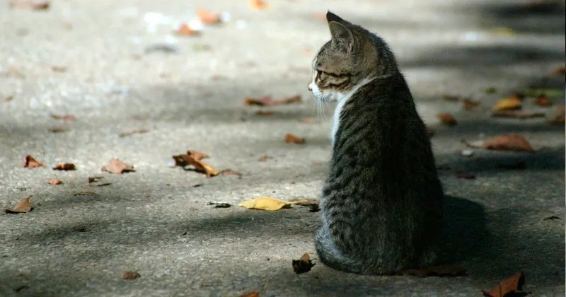 Maus-tratos a animais é crime e pode gerar de 2 a 5 anos de prisão
