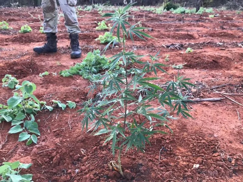 Fazenda, em Livramento de Nossa Senhora, que estava sendo utilizada de forma recorrente para cultivo da droga