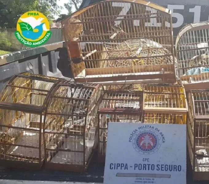 Os pássaros foram apreendidos e enviados para o Centro de Triagem de Animais Silvestres (Cetas) de Porto Seguro