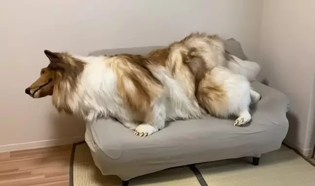 Em vídeo com quase 2 mi de visualizações, Toco aparece reproduzindo movimentos típicos dos cães