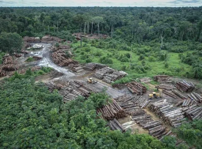 No mês de maio foi registrada quase a metade do desmatamento nos primeiros cinco meses do ano.