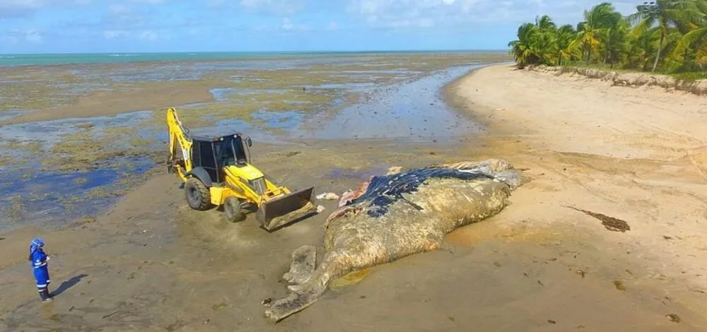 Animal foi encontrado em avançado estado de decomposição