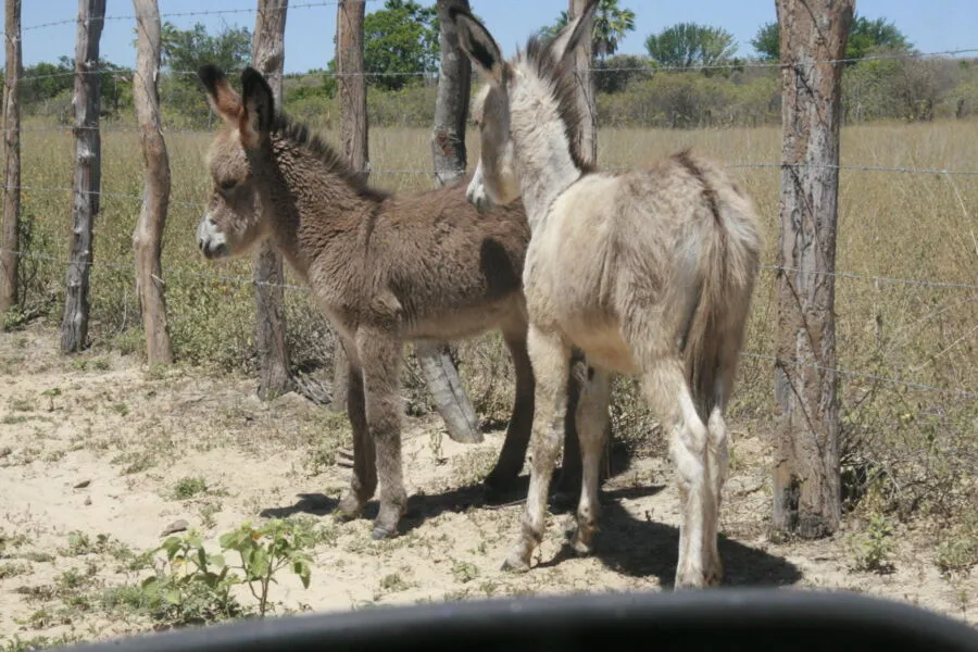 Objetivo da FNDJ é  investigar o abate dos animais na Bahia à venda da pele para a China e da carne para o Vietnã, além de maus tratos