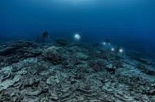 Imagem ilustrativa da imagem Novos organismos descobertos a 8.000 metros de profundidade