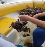 Imagem ilustrativa da imagem Polícia liberta mais de 6 mil caranguejos de cativeiros ilegais
