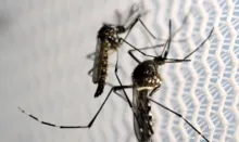 Imagem ilustrativa da imagem Cepa da dengue mais disseminada no mundo é encontrada no Brasil