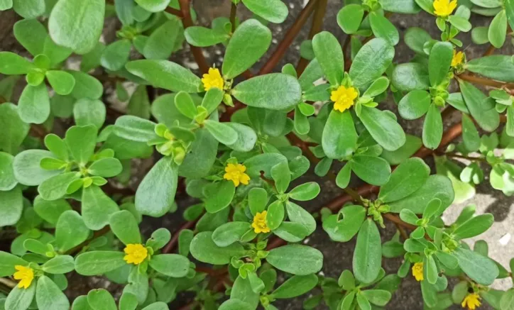 As Beldroegas podem ser encontradas em qualquer calçada