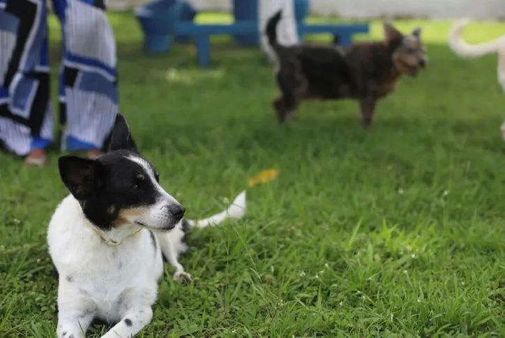 Animais idosos e/ou deficientes assam a vida inteira em abrigos a procura de um lar