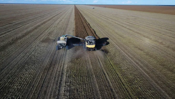 Lavoura de soja puxou o crescimento dos grãos na Bahia