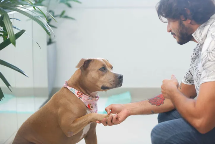 Panqueca viajou por três dias até Luiz, em Campinas