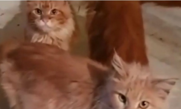 Gatos de grande porte são da raça Maine Coon