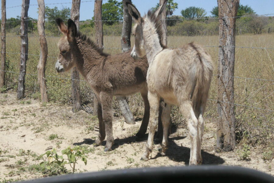 Objetivo da FNDJ é investigar o abate dos animais na Bahia à venda da pele para a China e da carne para o Vietnã, além de maus tratos