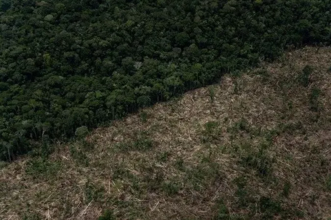 Desmatamento da Amazônia bate recorde pelo quarto ano consecutivo