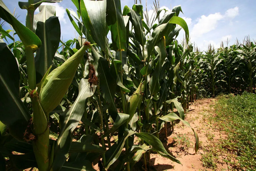 Redução de imposto sobre o milho atrai investimentos para etanol no Oeste baiano
