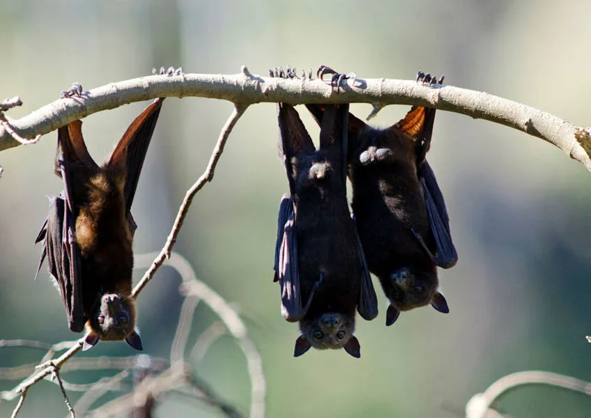Morcego é um dos principais vetores da doença
