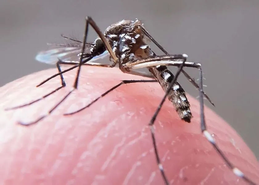 Chikungunya é causada pela picada do mosquito Aedes aegypti