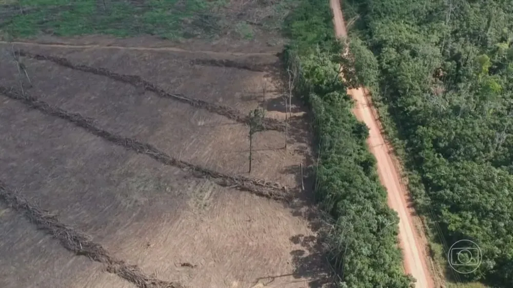 Imagem ilustrativa da imagem Amazônia Legal possui desmatamento recorde em 15 anos, cita Imazon
