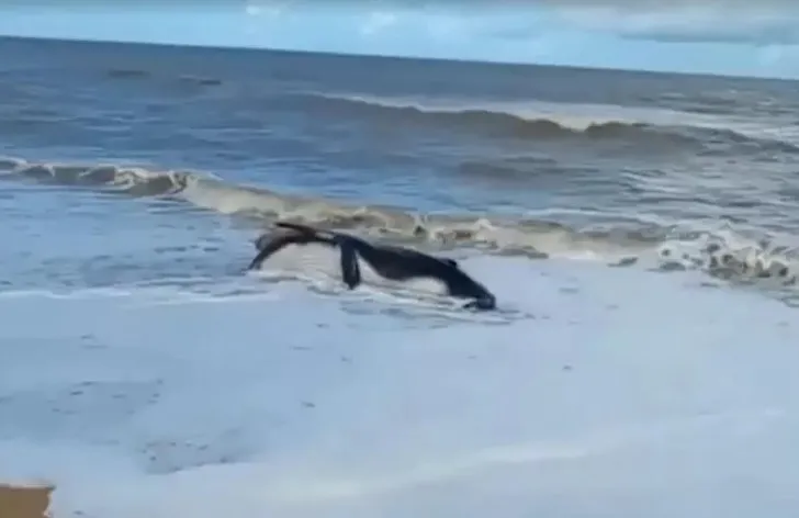 Baleia já encalhou morta em praia de Nova Viçosa, no sul da Bahia