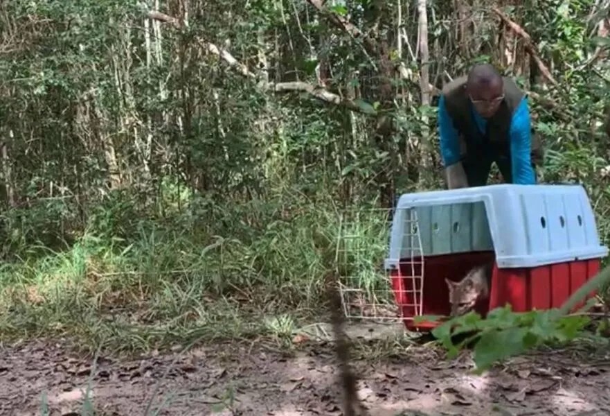 Dentre as espécies que ganharam a liberdade, na reserva pertencente à Bracell Bahia, estão 16 cobras, 17 aves, cinco iguanas, três sariguês-orelha-preta, uma paca, dentre outros