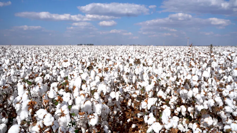 Produção baiana é estimada em 584,3 mil toneladas da pluma no atual ciclo