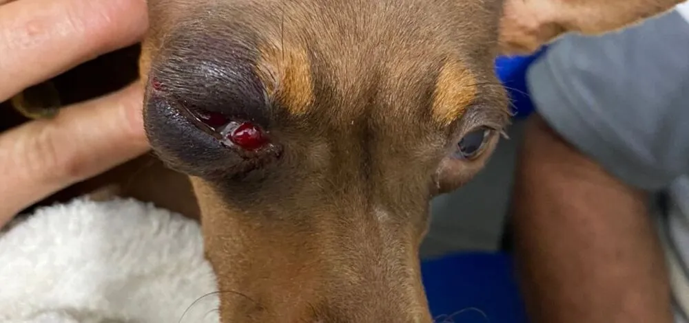 Cadela foi encaminhada para ser medicada após atendimento veterinário