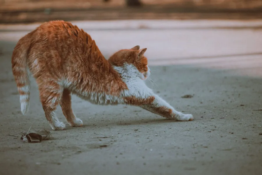 ONG solicita auxílio para a retirada, acomodação e alimentação dos animais