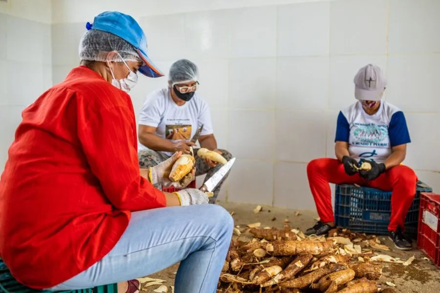 Cultivo de mandioca vem de berço e tem passado de geração em geração entre os agricultores familiares