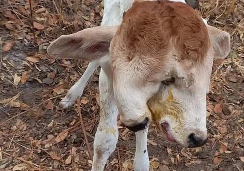 Bezerra viveu apenas quatro dias