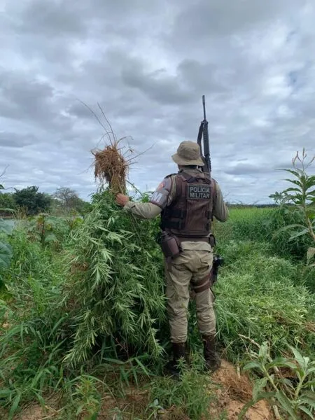 Operação Terra Limpa já destruiu quase 730 mil pés de maconha na região do São Francisco
