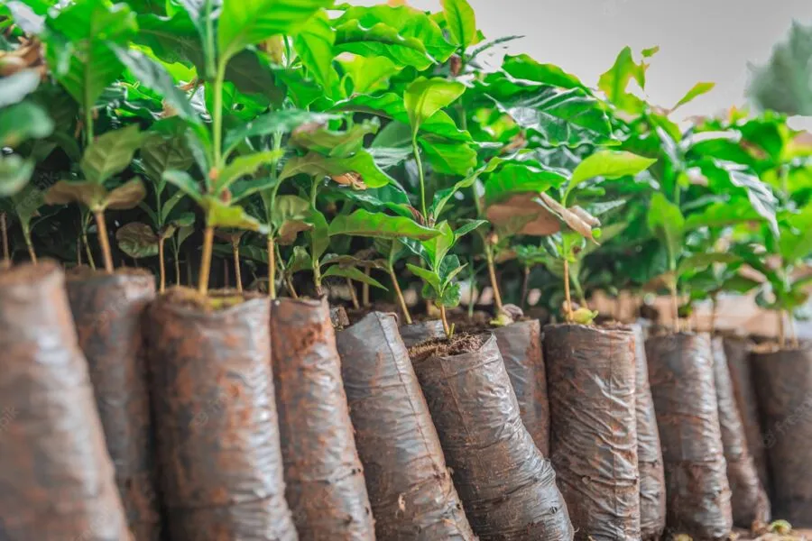 Para cada um hectare plantado de eucalipto, a Bracell se compromete em garantir um hectare de área nativa