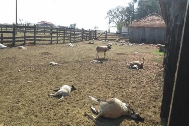 Ovelhas mortas após ataques dos cães em fazenda