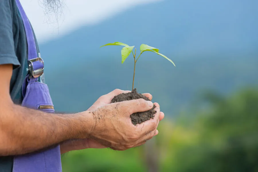Serão distribuídas distribuir mudas de plantas remanescentes da vegetação nativa de Salvador