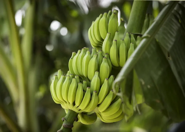 Programa está sendo desenvolvido pela Embrapa e agricultores familiares