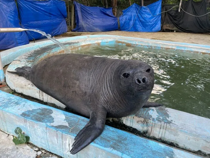 O elefante-marinho Frida passou  6 meses no Centro de Reabilitação do Instituto Mamíferos Aquáticos (IMA)