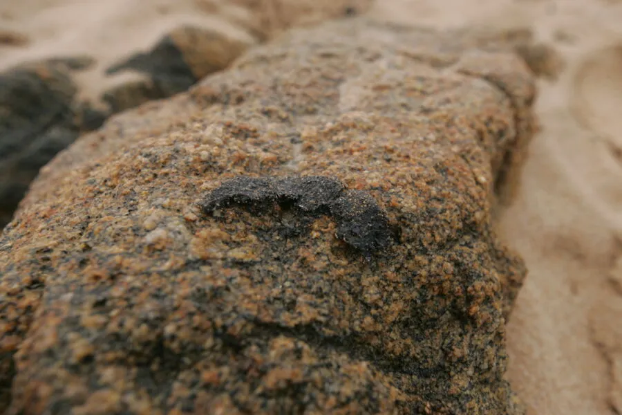 Fragmentos da substância nas praias da capital baiana