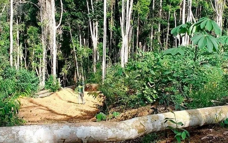 Total de 21.302 hectares de floresta foi desmatado na Mata Atlântica no primeiro semestre de 2022, destruição comparável à área de 117 campos de futebol por dia