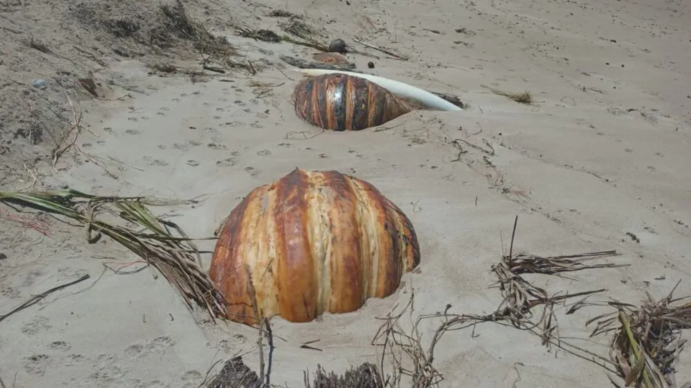 Baleia foi enterrada na praia de Aratuba, na Ilha de Vera Cruz, mas teve parte exposta após maré alta