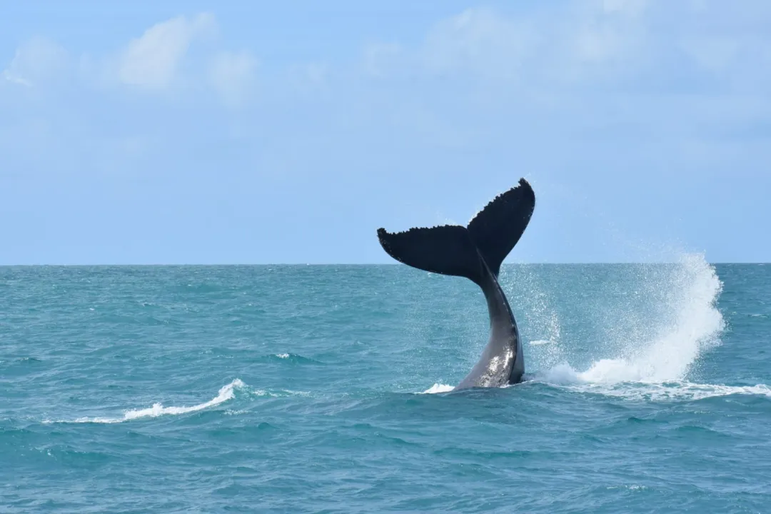 Baleia jubarte em Abrolhos