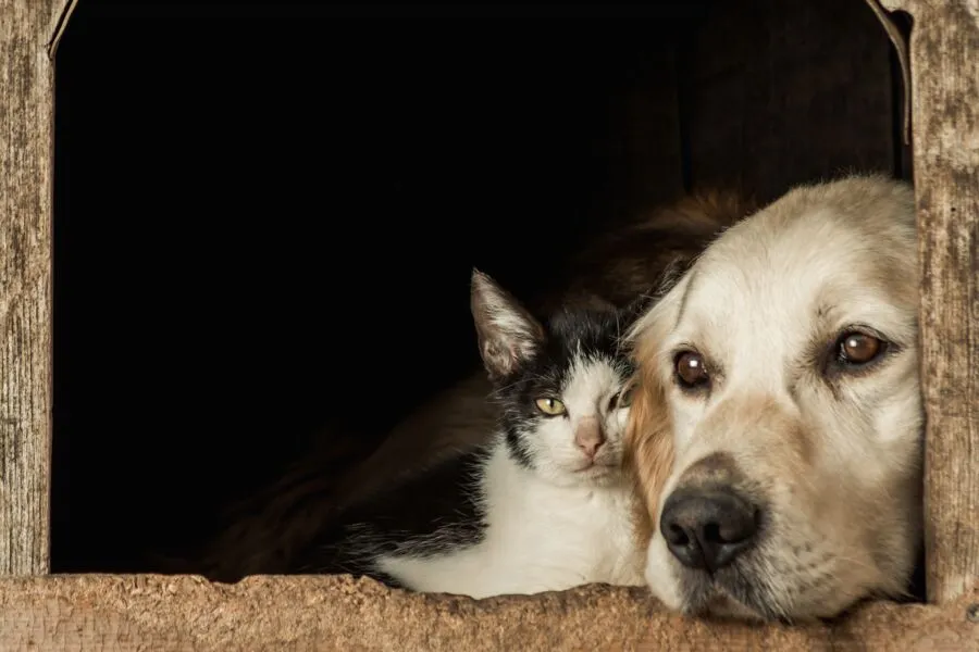 Tutores de pets devem manter cautela quanto à alimentação