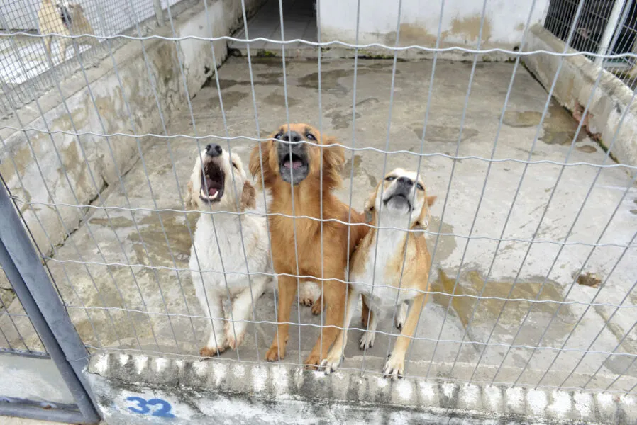 A Associação Brasileira Protetora dos Animais