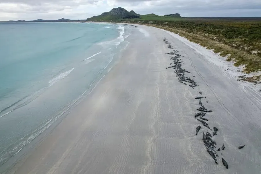 Baleias encalhadas em praias da Nova Zelândia